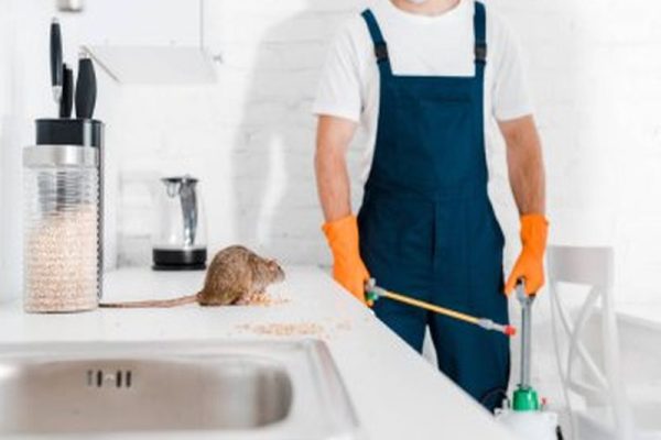 Sydney Pest Control: Identifying and Eliminating Cockroach Harborages